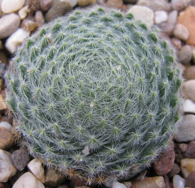 Sempervivum borissovae 